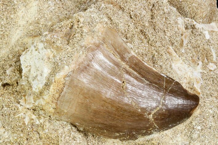 Fossil Mosasaur (Prognathodon) Tooth In Rock - Morocco #106497